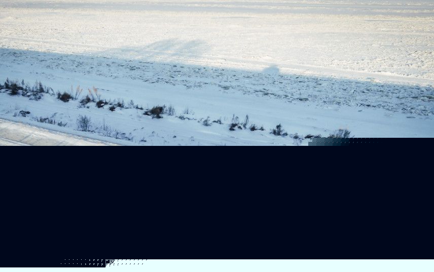 102真狗 视频海报