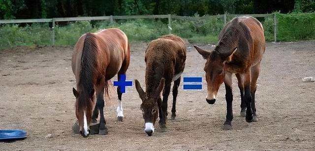 假球风暴 视频缩略图