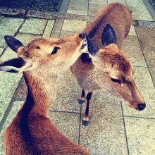 企业动物 视频缩略图