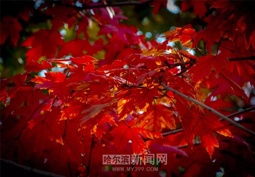 0.5毫米 视频缩略图