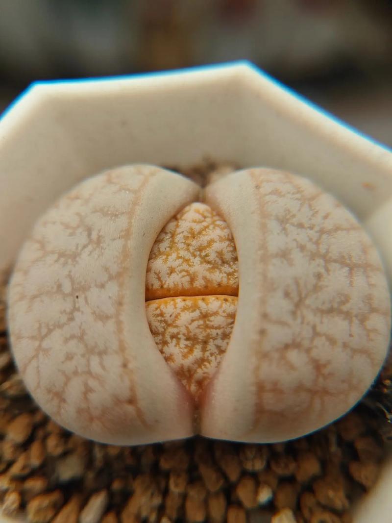 僵尸少爷 视频缩略图