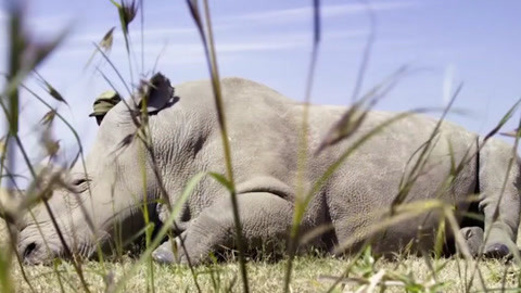 伤痕累累的恶魔 视频缩略图