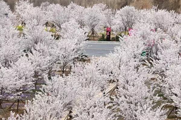 偷家派对 视频海报