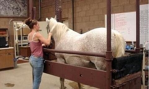 偷狗的完美方法 视频缩略图