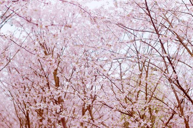 一丈天地 视频缩略图