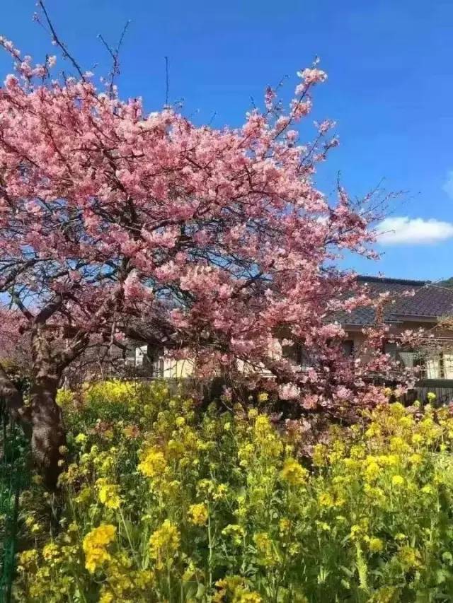 侠盗高飞 视频缩略图