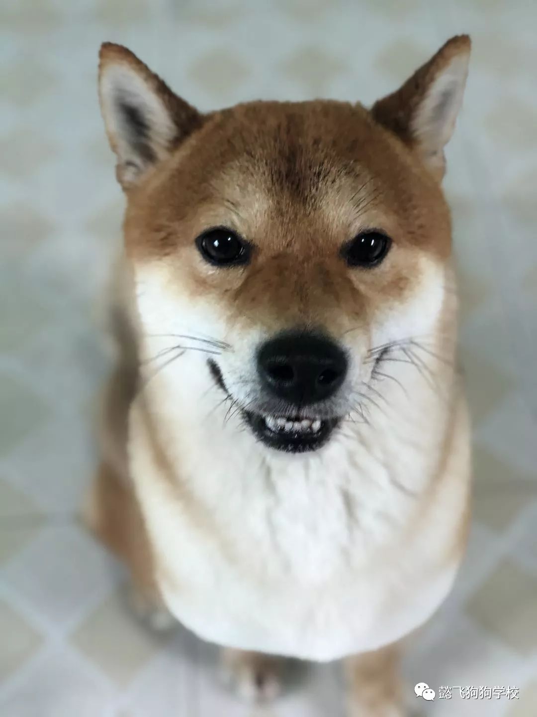 2025： Blood, White & Blue 视频海报