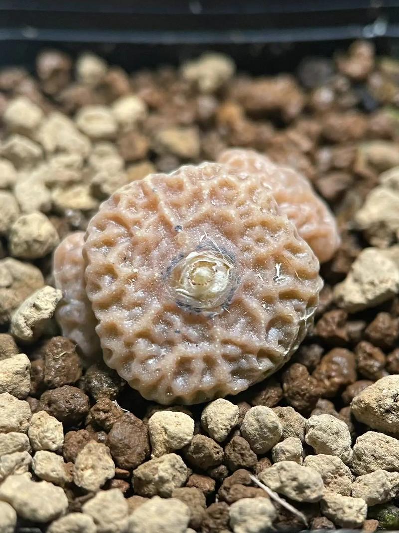 12岁Twelve 视频海报