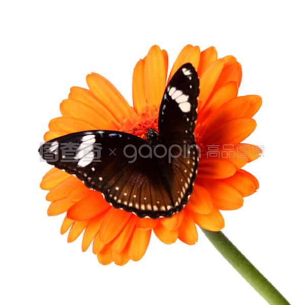 侠圣 视频缩略图