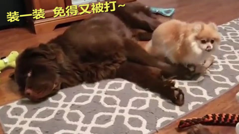 2025： Blood, White & Blue 视频缩略图