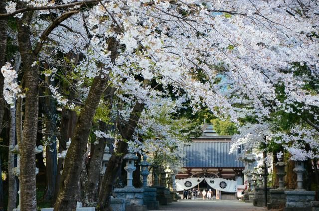 102真狗 视频缩略图