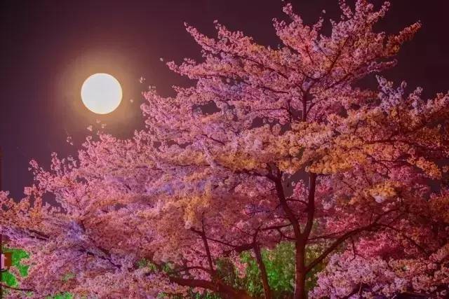 你的婚礼 视频缩略图