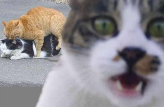 以假乱真：赝品的真实故事 视频缩略图