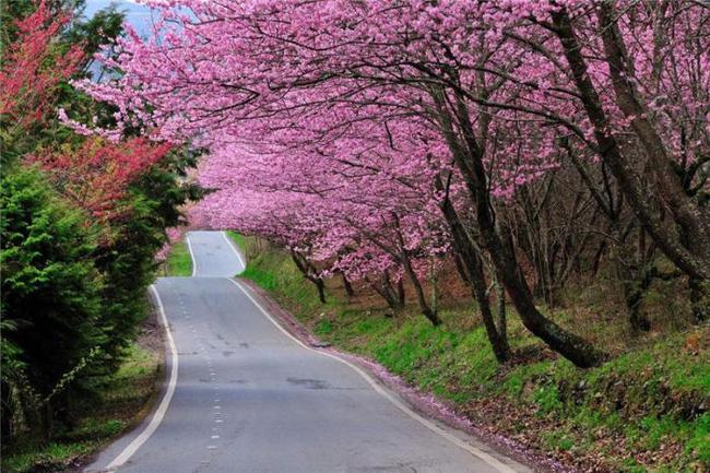 以假乱真：赝品的真实故事 视频缩略图