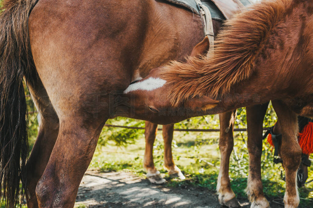 侏罗纪入侵 视频海报