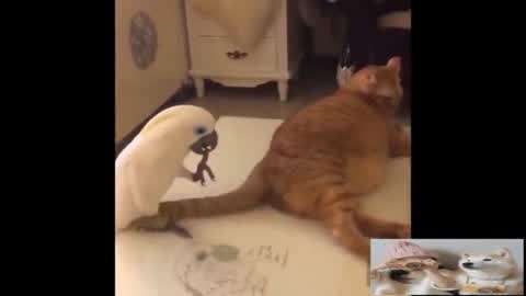 候鸟 视频缩略图